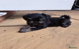 Mixed Breed dogs for sale: Pug puppies for sale  - Image 2