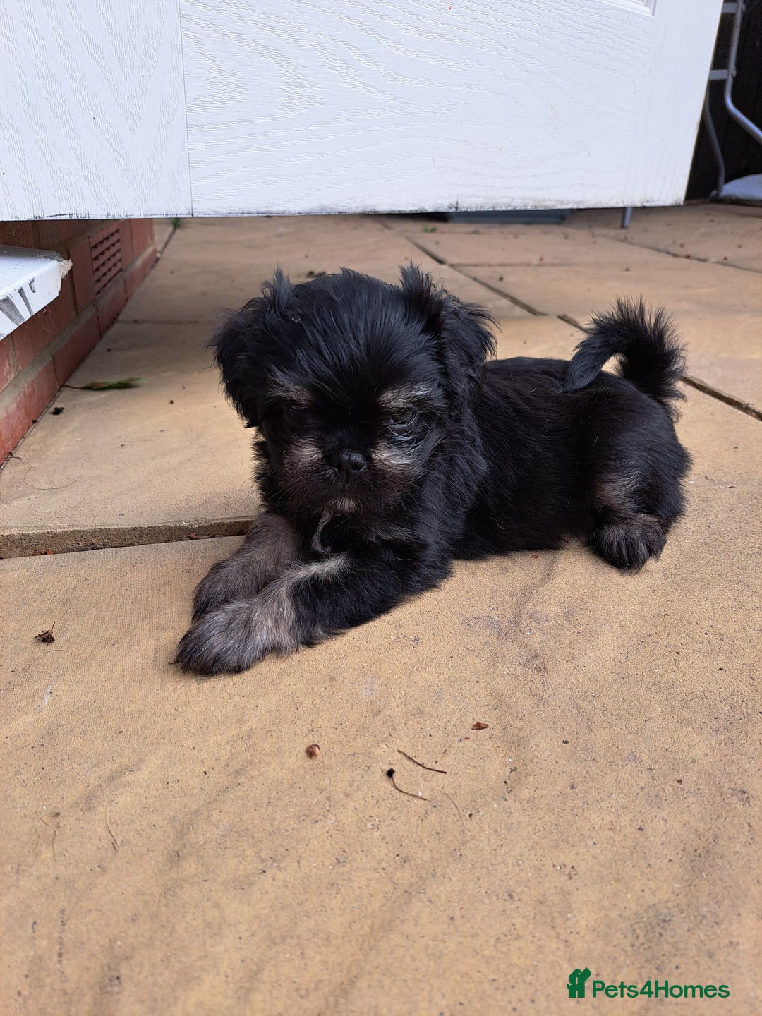 Mixed Breed dogs for sale: Pug puppies for sale  - Image 2