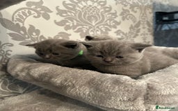 British Shorthair cats for sale: Stunning British shorthair kittens - Image 3