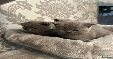 British Shorthair cats - Advert 6