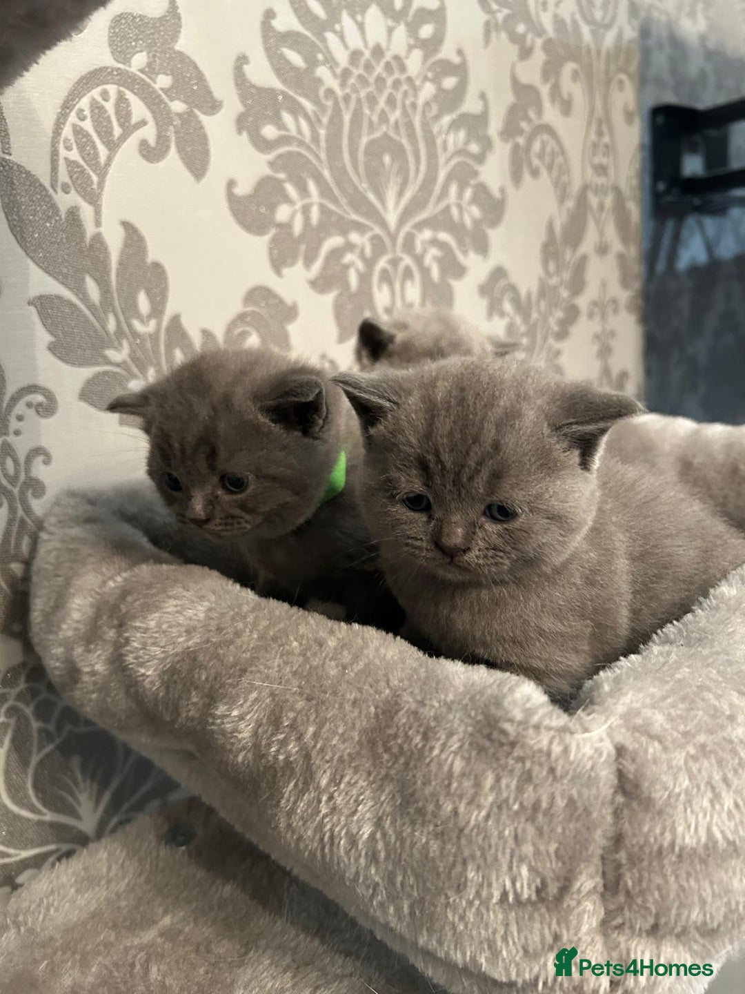 British Shorthair cats for sale: Stunning British shorthair kittens - Image 3