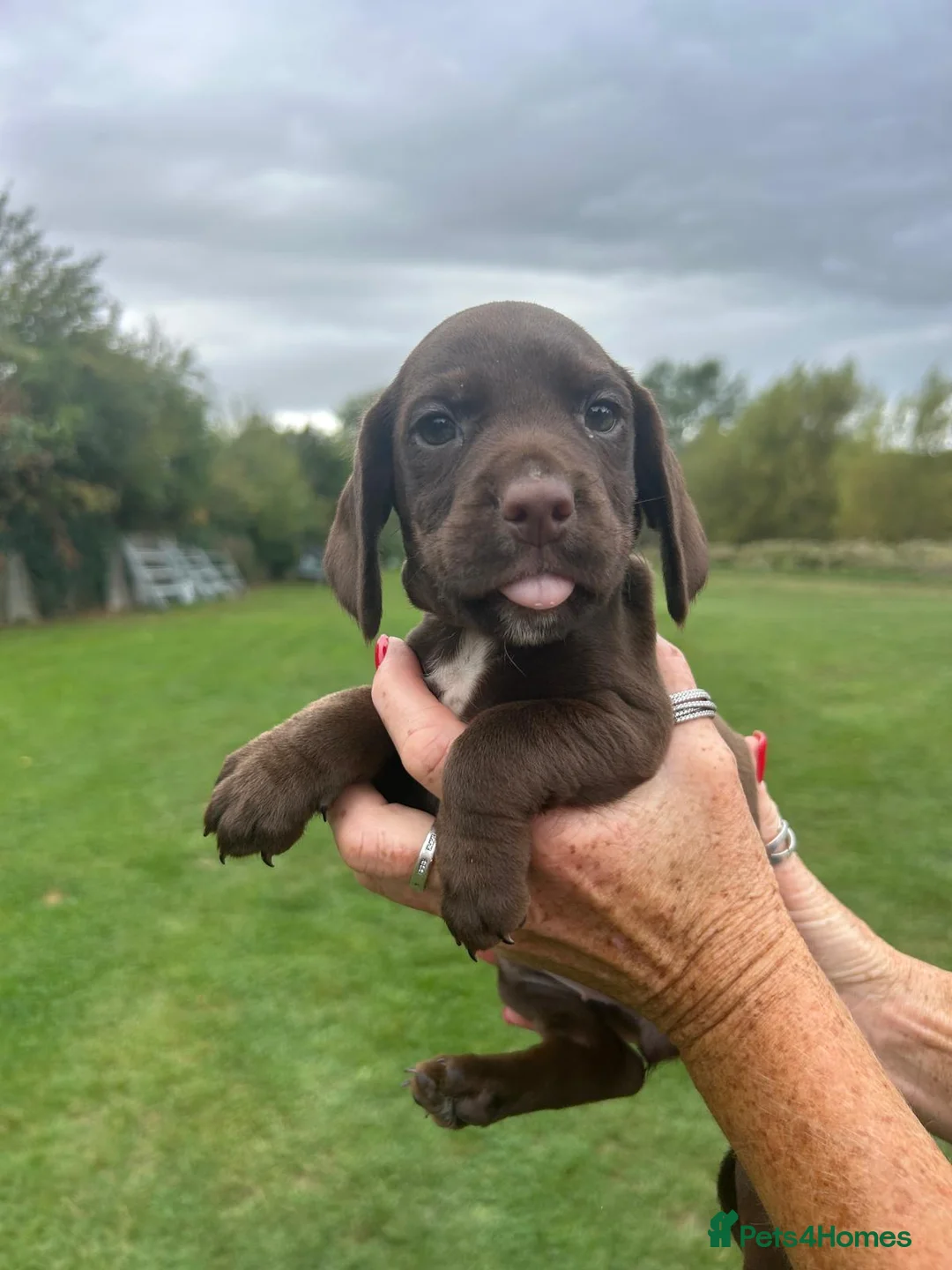 Cocker Spaniel dogs for sale: BEAUTIFUL COCKER SPANIEL PUPS FOR SALE - Advert 10