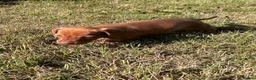Dachshund dogs for sale: Mini daxi in Bridgend - Advert 17