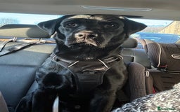 Labrador Retriever dogs for stud: Pedigree Labrador stud - Image 3