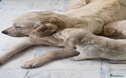 Golden Retriever dogs for sale: CHUNKY CREAM PUPPIES  - Image 4