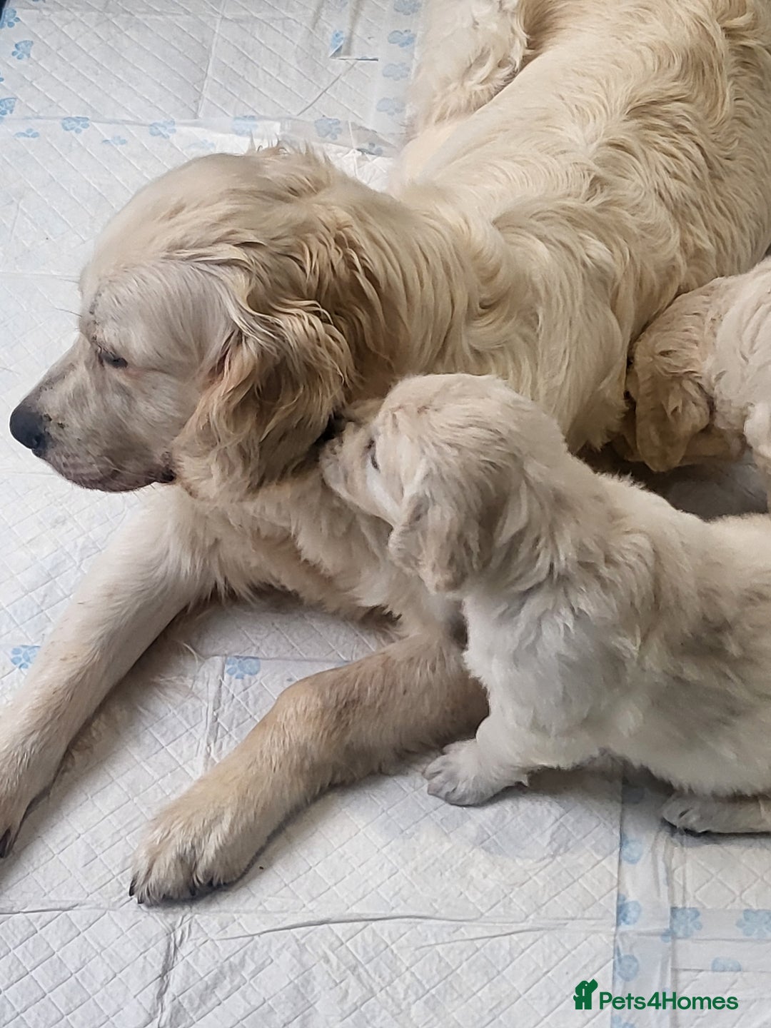 Golden Retriever dogs for sale: CHUNKY CREAM PUPPIES  - Image 4