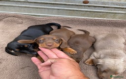Dachshund dogs for sale: Dachshund  - Image 7