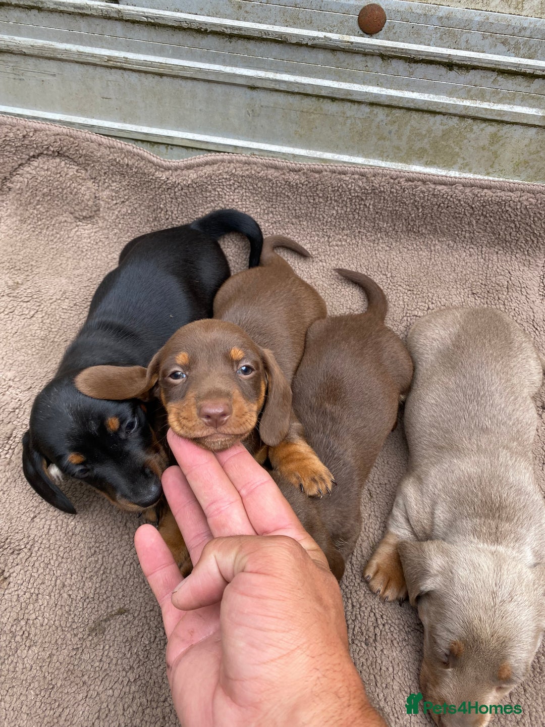 Dachshund dogs for sale: Dachshund  - Image 7