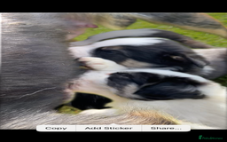 Border Collie dogs for sale: Adorable Border Collie pups for sale - Image 13