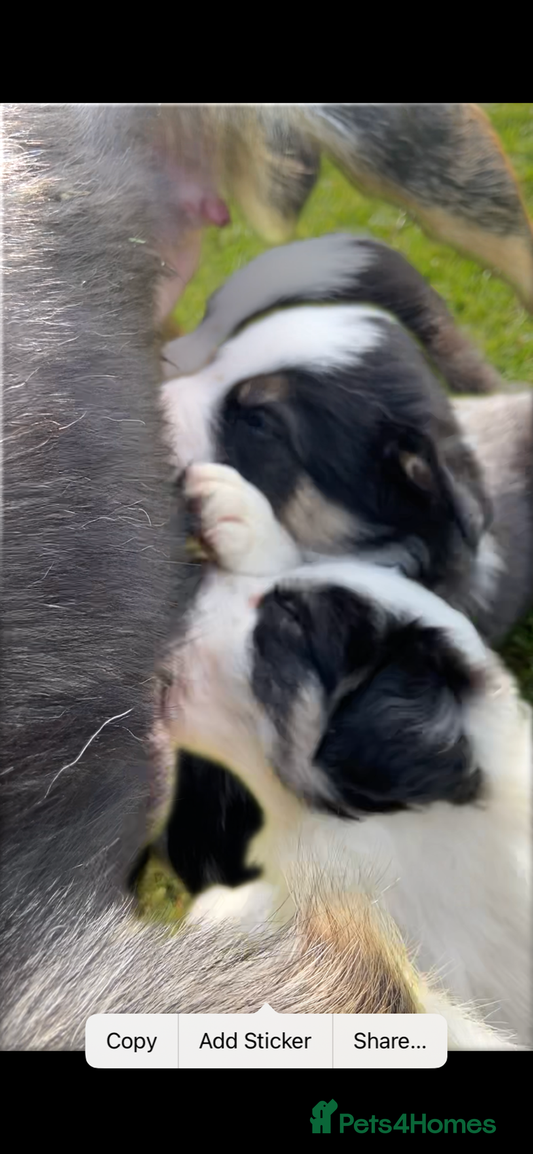 Border Collie dogs for sale: Adorable Border Collie pups for sale - Image 13