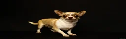 Chihuahua dogs for sale: Chihuahua girls, apple heads and short faces  - Advert 12