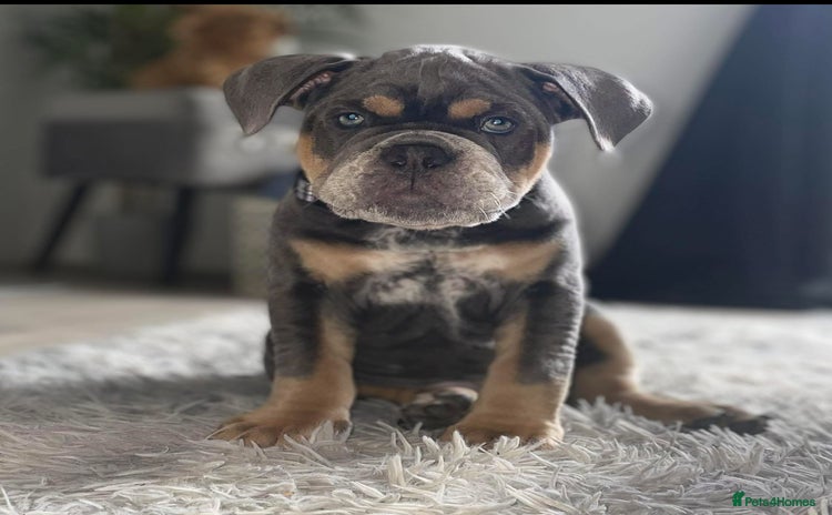 Dorset Olde Tyme Bulldogge dogs - Advert 1
