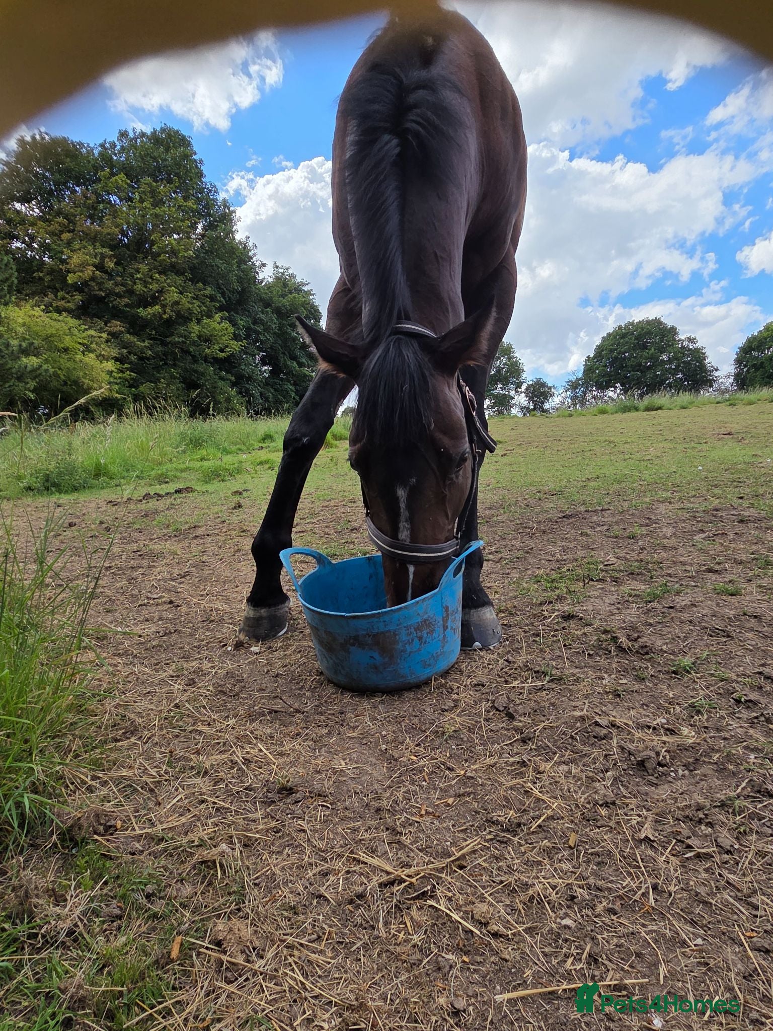English Thoroughbred horses Stunning Bay thoroughbred gelding 3 years - Advert 1