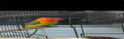 Lovebirds birds for sale: Carlslie/cumbria in Carlisle - Advert 2