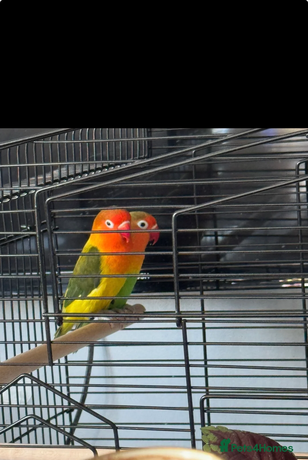 Lovebirds birds for sale: Carlslie/cumbria in Carlisle - Advert 2