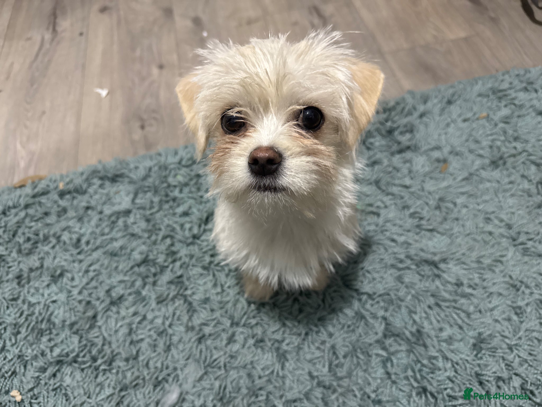 Mixed Breed dogs Daisy - Advert 1