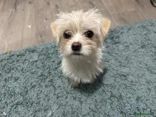 Mixed Breed dogs Daisy - Advert 1