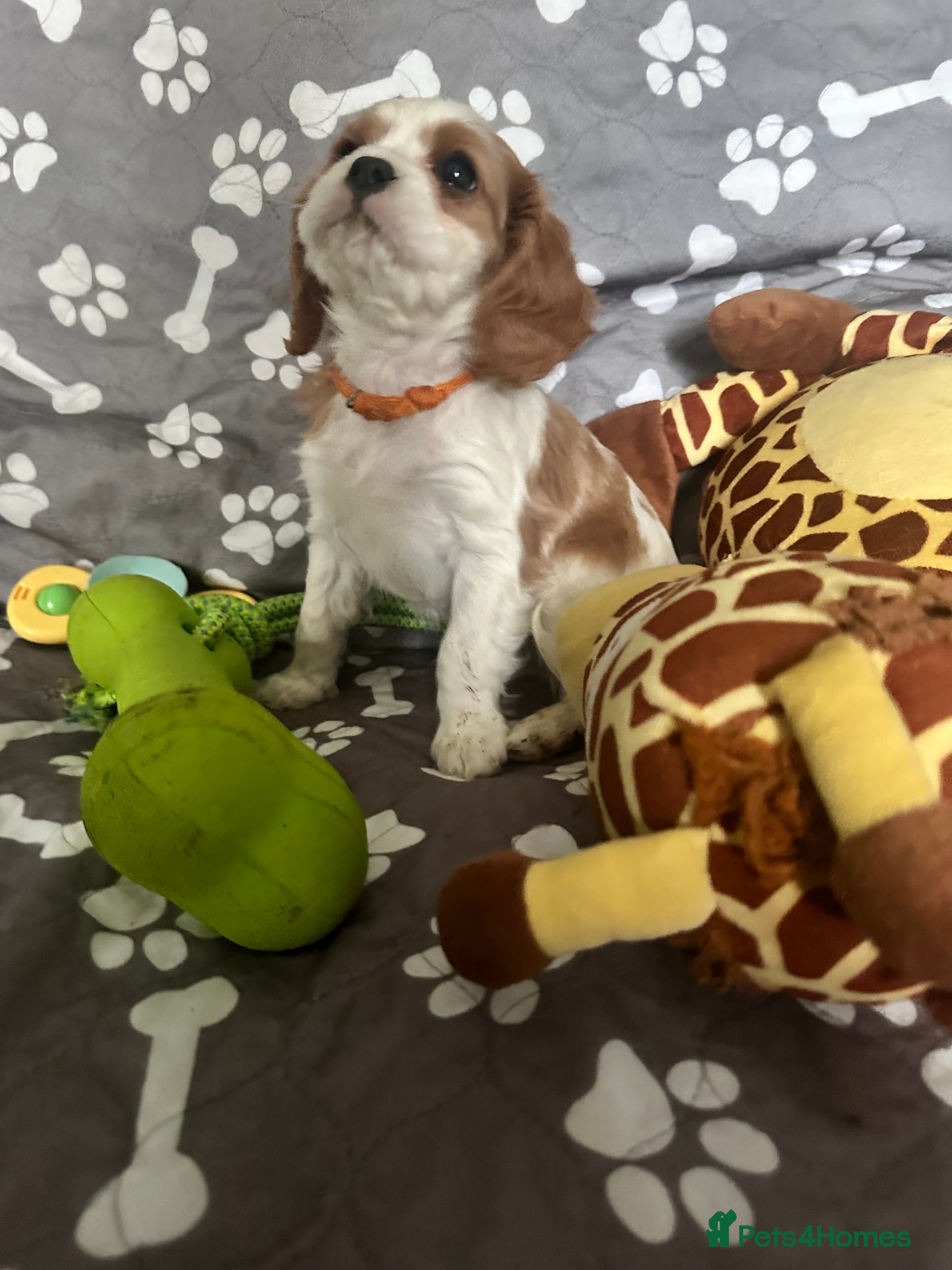 Cavalier King Charles Spaniel dogs READY NOW ! Cavalier King Charles spaniel - Advert 4