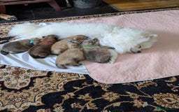 Pomeranian dogs for sale: Beautiful pups - Image 2