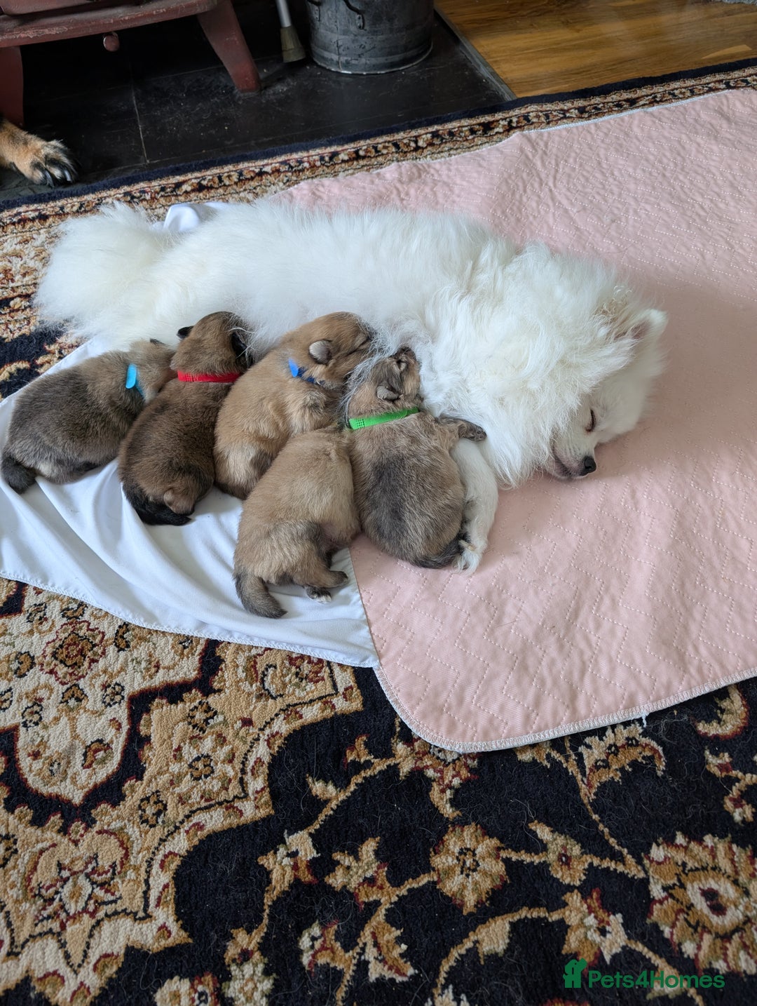 Pomeranian dogs for sale: Beautiful pups - Image 2