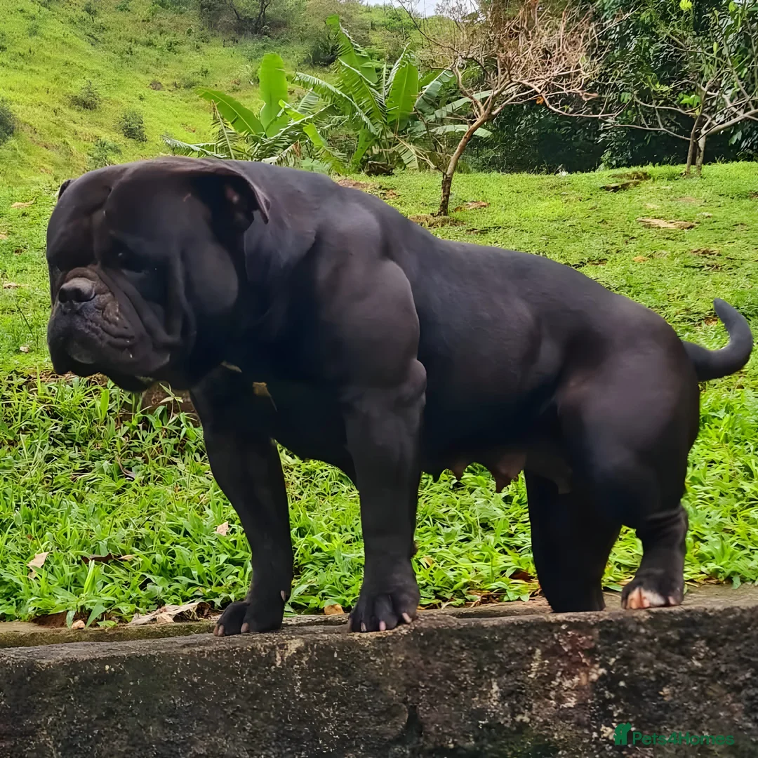 Olde English Bulldogge dogs for sale: 1yr rare black olde English bulldogge male - Advert 3