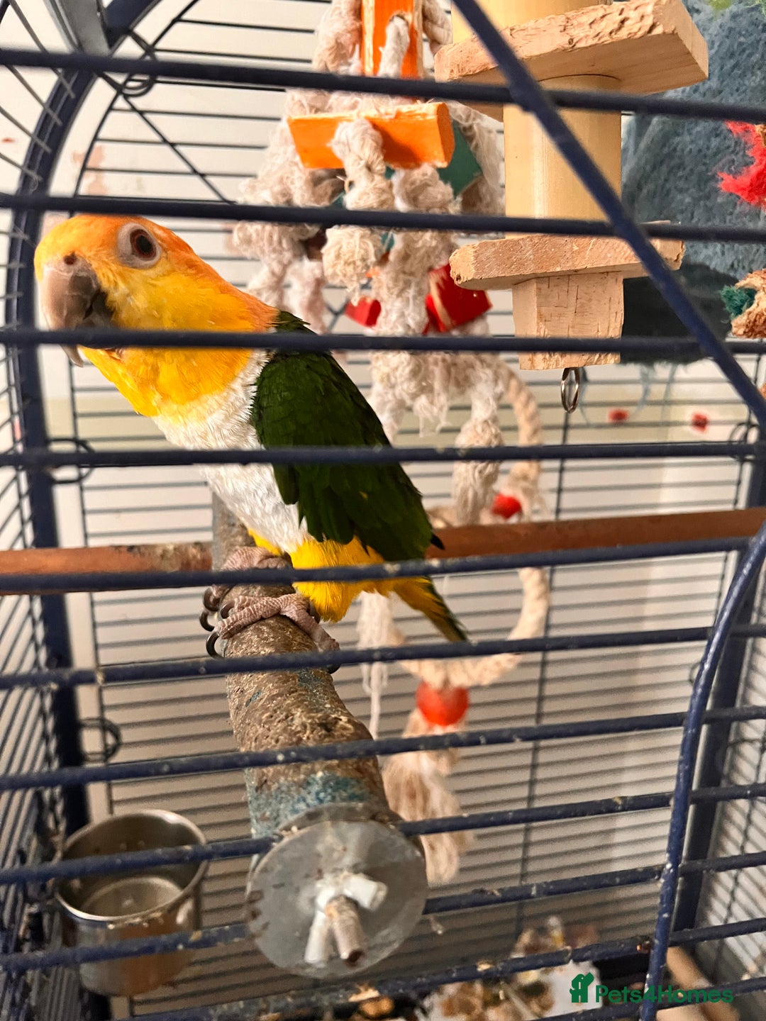 Parrots birds for sale: Caique parrot  - Advert 9