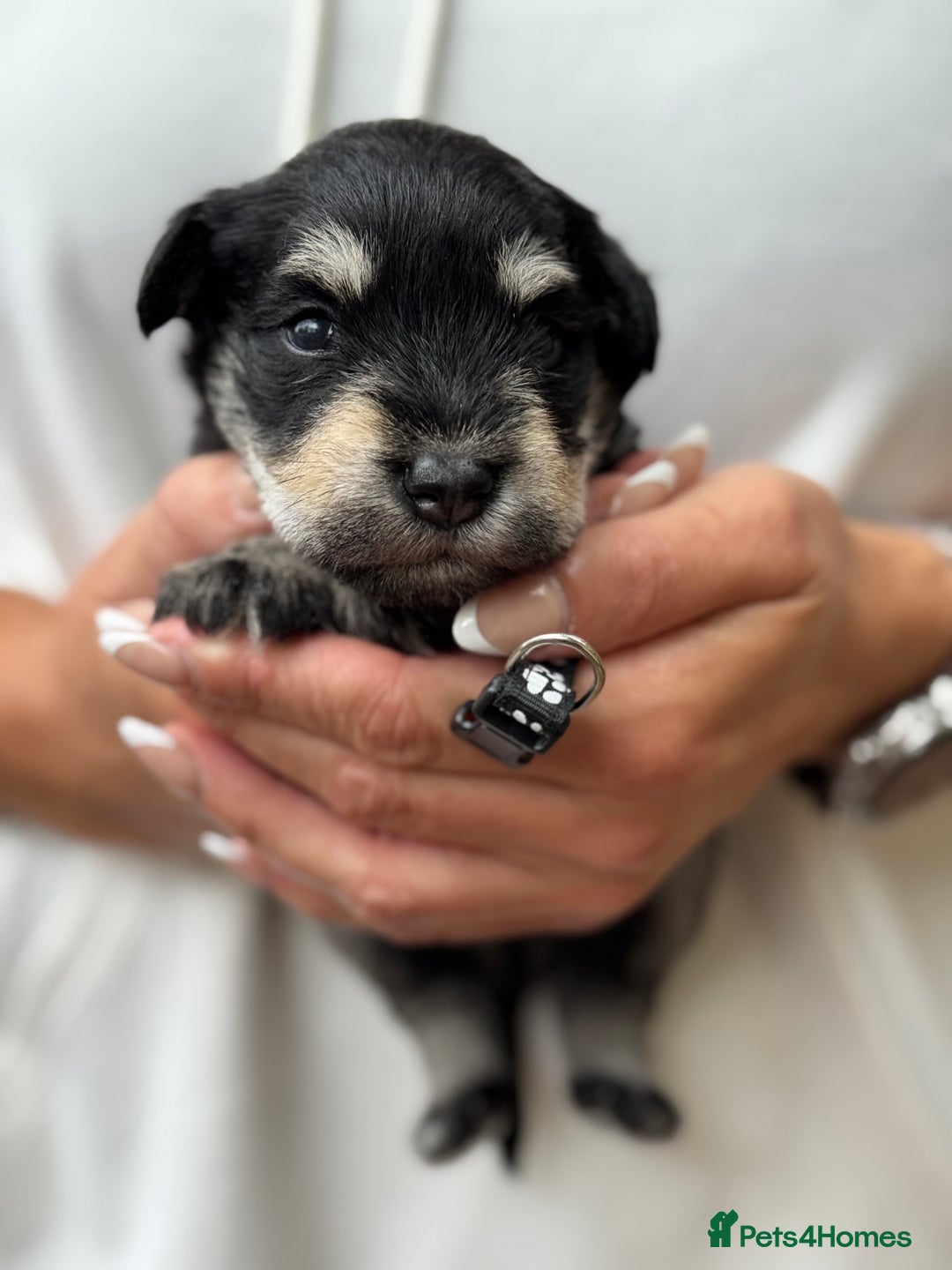 Miniature Schnauzer dogs for sale: Superb mini schnauzer, extensively health tested - Image 15