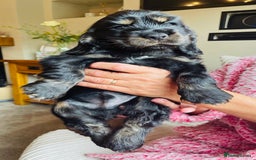 Cocker Spaniel dogs for sale: Top quality fully health tested show cocker pups - Image 17