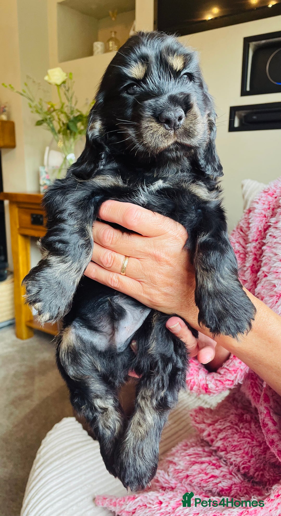 Cocker Spaniel dogs for sale: Top quality fully health tested show cocker pups - Image 17