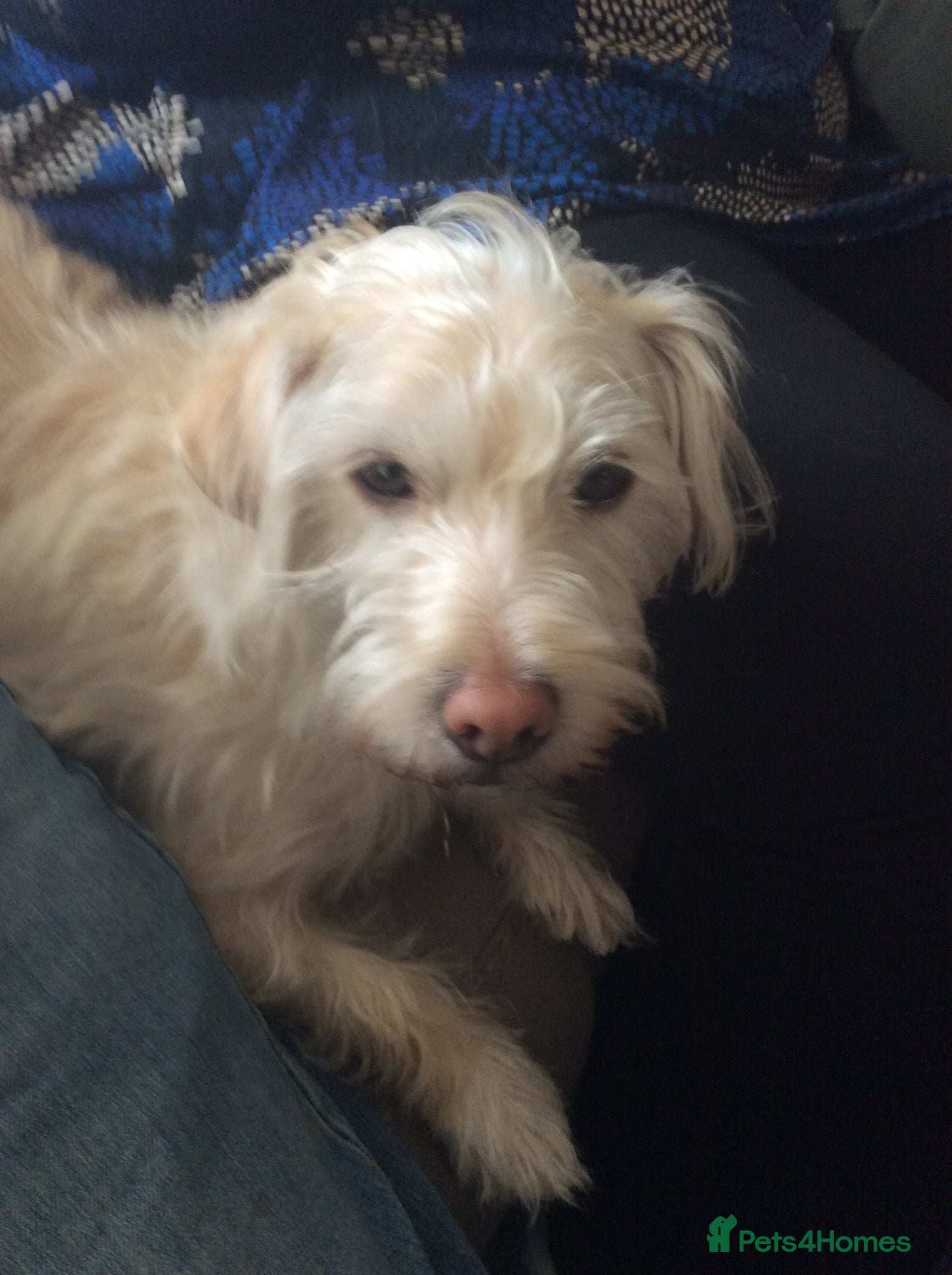 Mixed Breed dogs MURPHY - 4.5 years old, Male, Terrier Mix - Advert 1