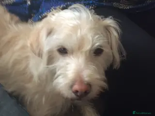 Mixed Breed dogs MURPHY - 4.5 years old, Male, Terrier Mix - Advert 1