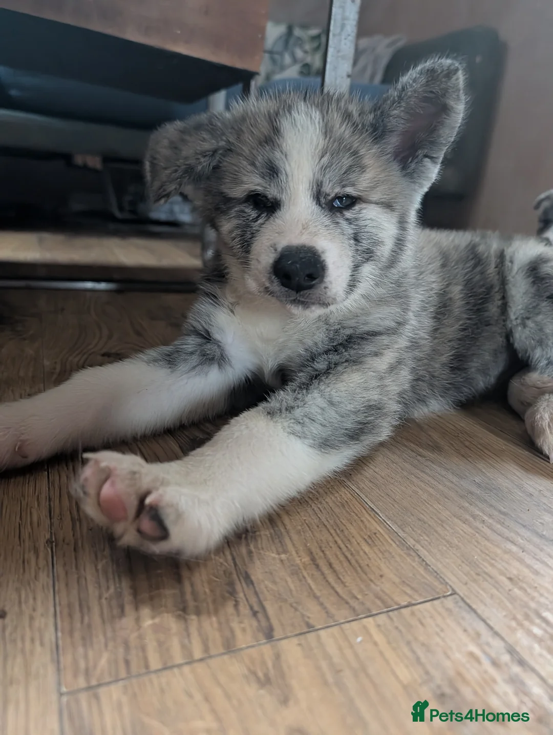 Japanese Akita Inu dogs for sale: Akita puppies pedigree for forever loving homes - Advert 1