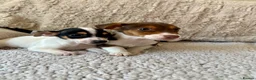 Jack Russell dogs for sale: Jack Russell Puppies - Advert 7