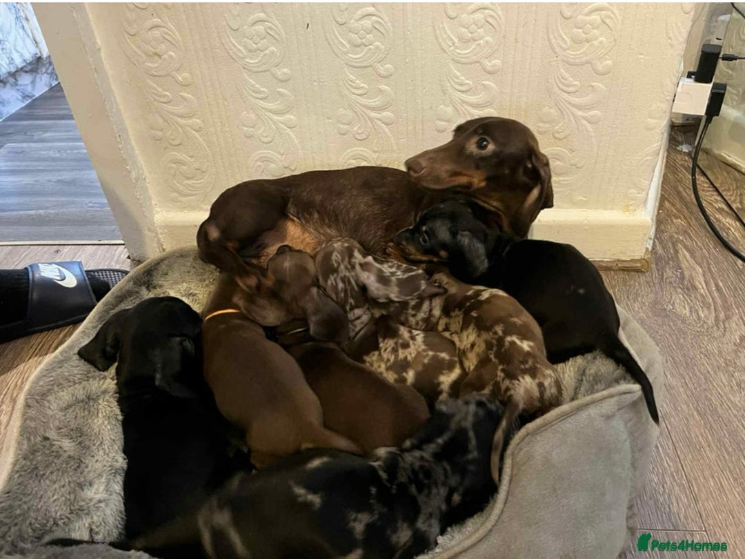 Miniature Dachshund dogs for sale: Miniature dachshund  - Image 3