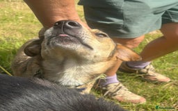 Mixed Breed dogs for adoption: Minnie - Norwich Norfolk  - Image 11