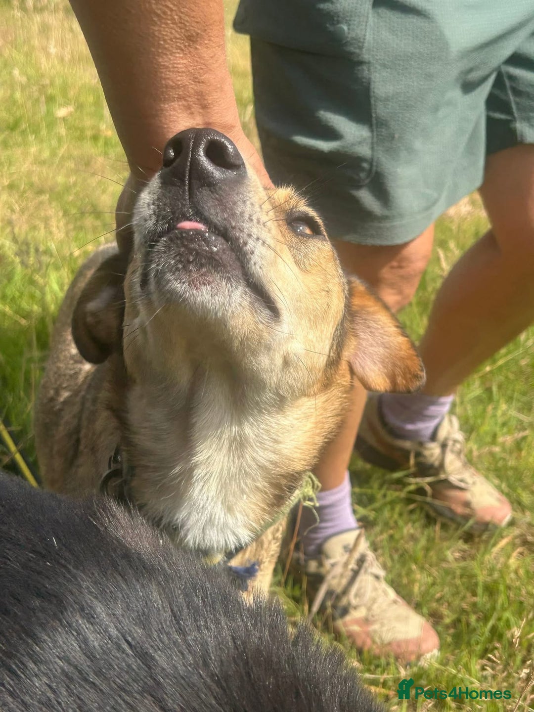 Mixed Breed dogs for adoption: Minnie - Norwich Norfolk  - Image 11