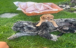 Cockapoo dogs for sale: Cockapoo pups for sale  - Image 8