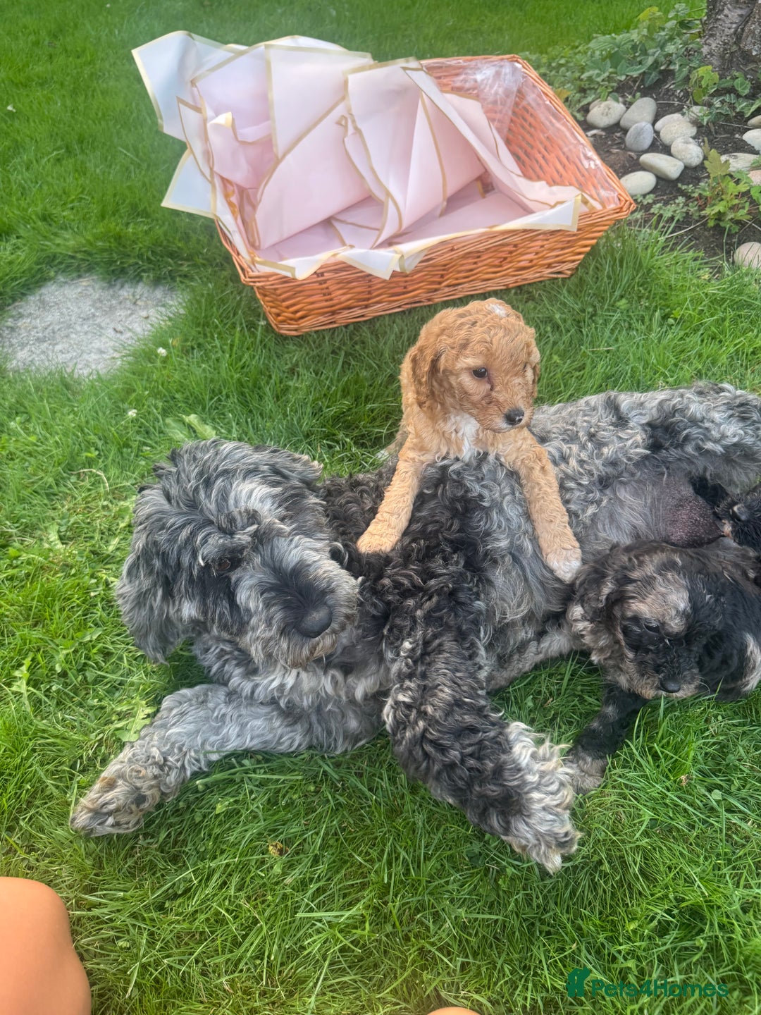Cockapoo dogs for sale: Cockapoo pups for sale  - Image 8