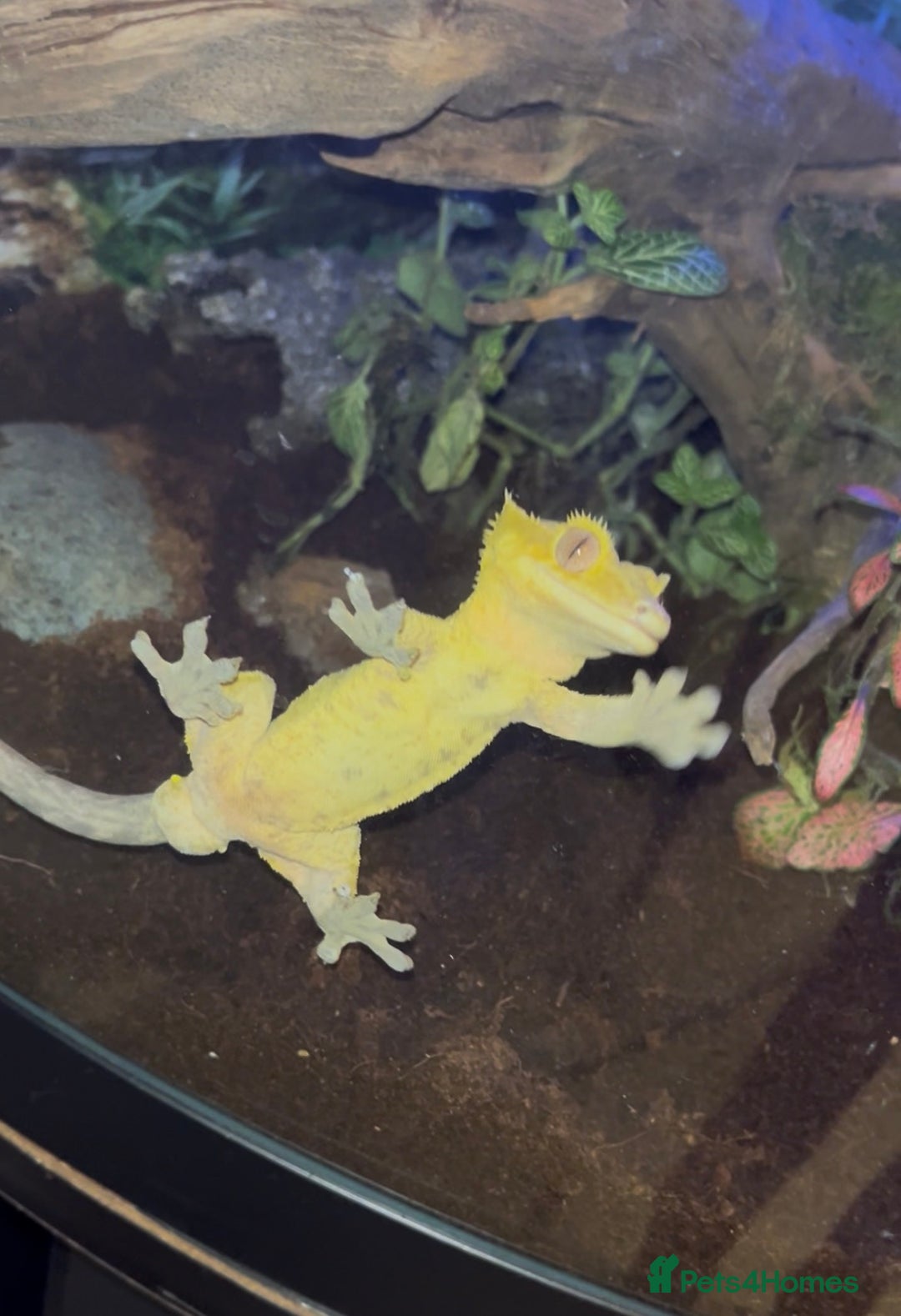Gecko reptiles for sale: Crested gecko for sale  - Image 2