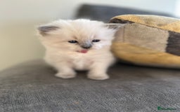 Ragdoll cats for stud: Beautiful Blue point ragdoll for stud  - Image 7