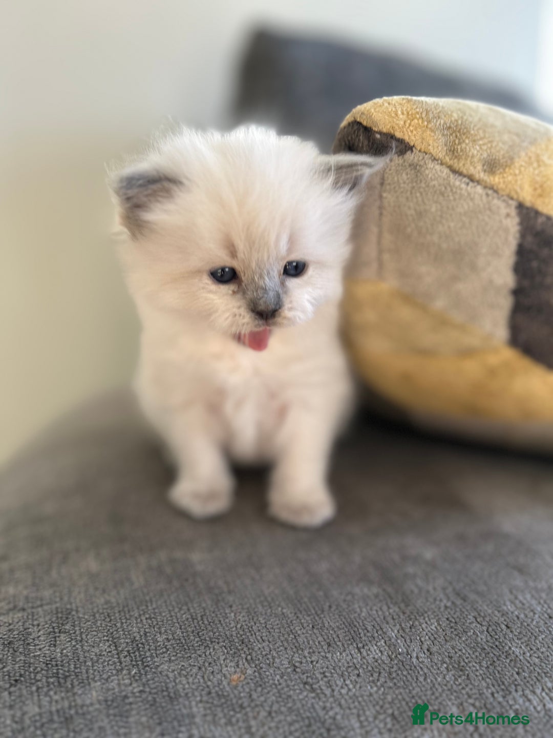 Ragdoll cats for stud: Beautiful Blue point ragdoll for stud  - Image 7