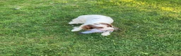 English Springer Spaniel dogs for sale: 4 gorgeous Springer Spaniel pups in Petersfield - Advert 3