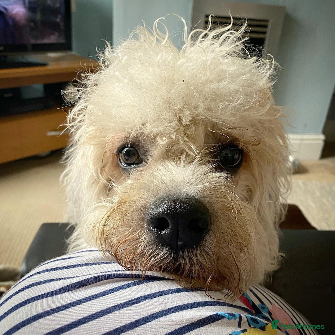 Dandie Dinmont Terrier dogs for sale: Cute Dandie Dinmont Terrier puppy - Image 4