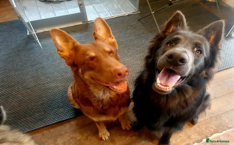 German Shepherd dogs - Advert 1