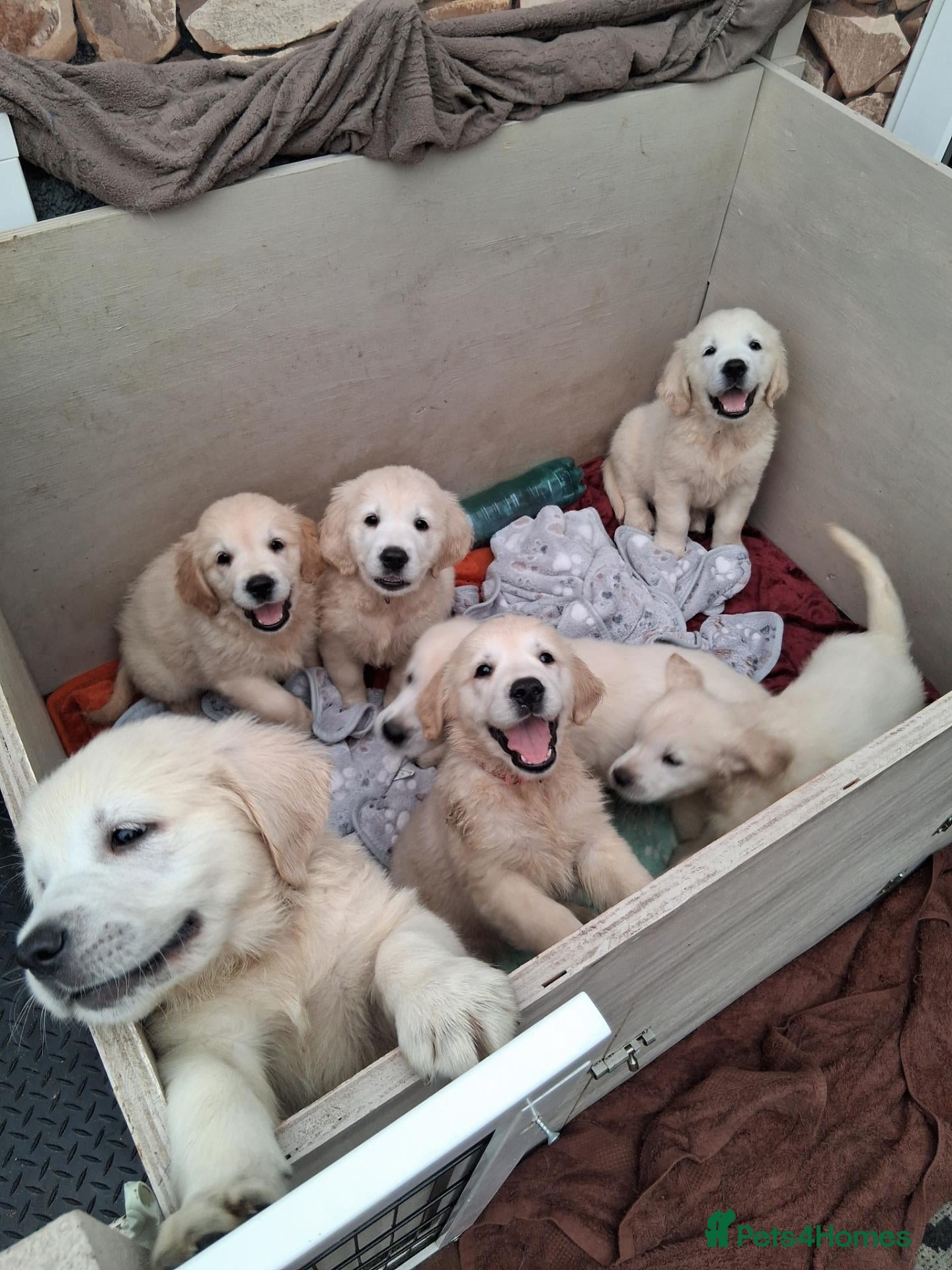 Golden Retriever dogs Golden Retriever Puppies – 6 Boys & 1 Girl 🐾 - Advert 1