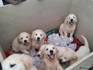 Golden Retriever dogs Golden Retriever Puppies – 6 Boys & 1 Girl 🐾 - Advert 1