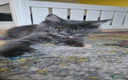 Maine Coon cats for sale: TICA Reg Maine Coon Kittens - Image 1