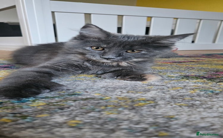 Maine Coon cats for sale - Advert 1