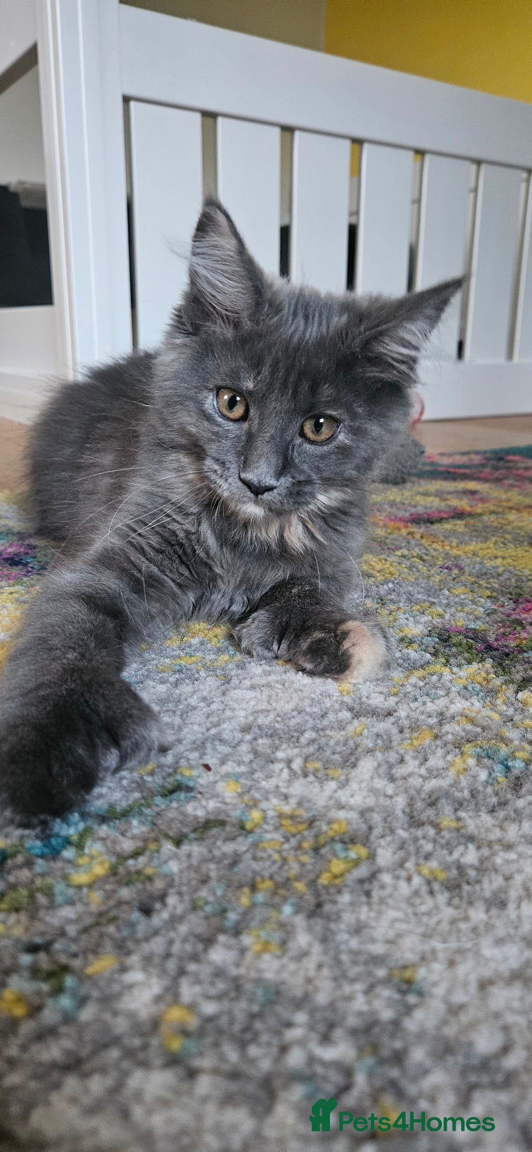 Maine Coon cats for sale: TICA Reg Maine Coon Kittens - Image 1