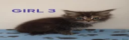 Ragcoon cats for sale: Stunning ragcoons - Advert 7